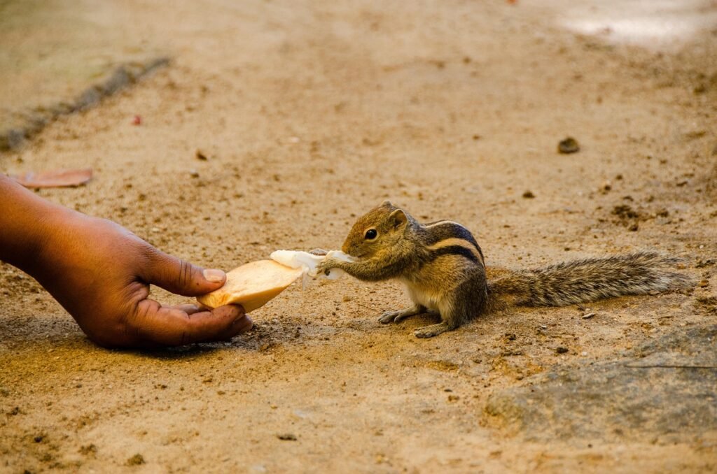 Polka na Sri lance. Travel Sri Lanka. Travel Sri Lanka from Poland. settle in Sri lanka